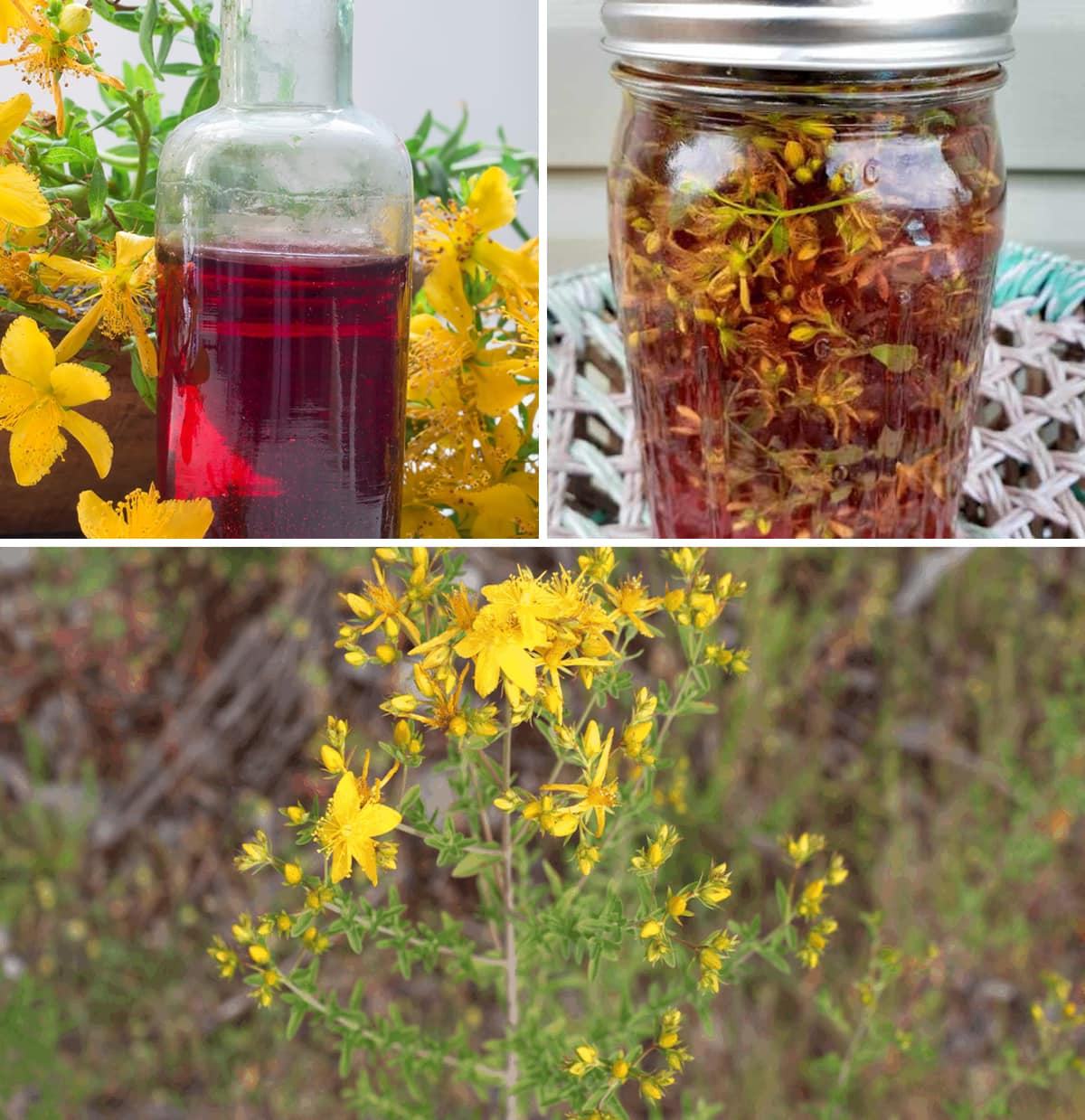 John’s wort and how it can be used wonderful benefits